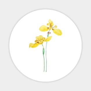 yellow iris flower watercolor Magnet